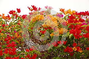 Colourful bougainvillea