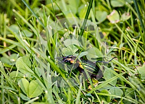 Colourful bug running in the wild grass in the alps in spring