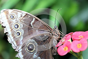 Colourful butterfly.