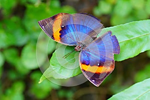 Colourful butterfly close up