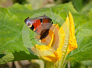 Colourful butterfly European peacock