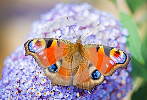 Vistoso pavo real mariposa vistoso 