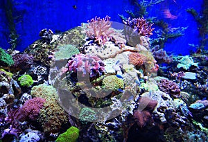 Beautiful Butterfly Fish and Gorgeous Coral Reefs