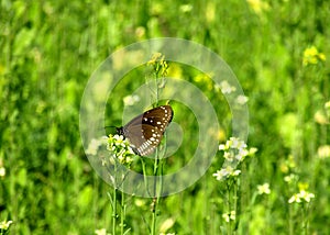 Colourful butterfly on flower looking very nice