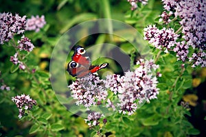 Colourful butterfly on flowers