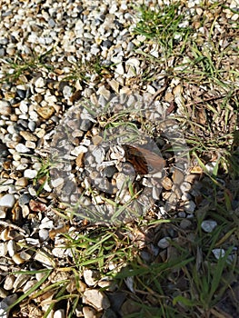 Colourful butterfly sitting atop the pebbles