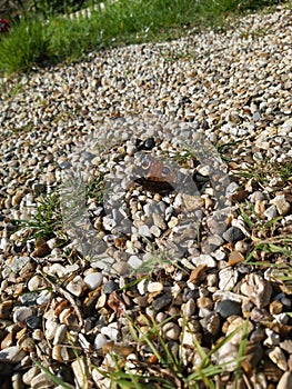 Colourful butterfly sitting atop the pebbles