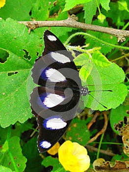 Colourful butterfly sitting on leaf