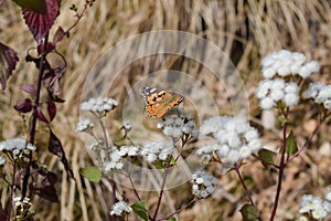 A colourful butterfly sitting on small flower in forest of Binsar wildlife sanctuary located in Almora Uttrakhand