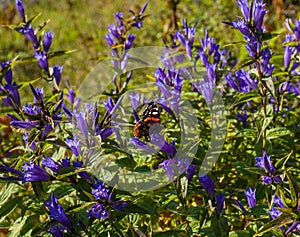 Farebný motýľ sediaci na fialových alpských kvetoch