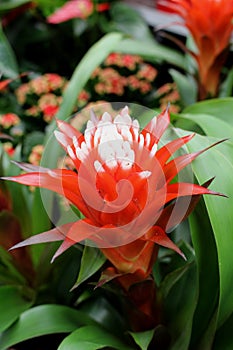 Colourful cacti at a floristÃÂ´s - collection of succulents photo