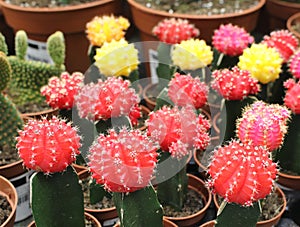 Colourful cacti at a floristÃÂ´s - collection of succulents photo