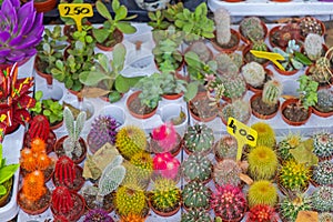 Colourful Cactus