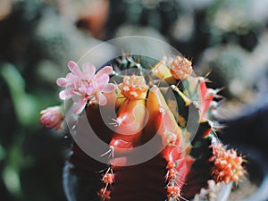 Colourful Cactus flower plant nature flowers