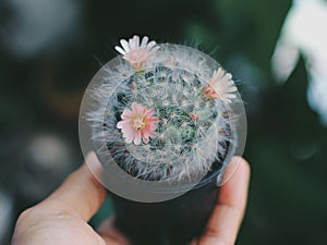 Colourful Cactus flower plant nature flowers on hand