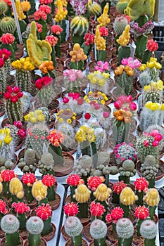 Colourful Cactus Flowers