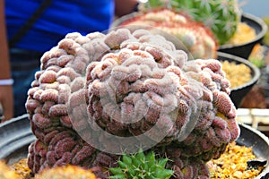 Colourful Cactus for gardening photo