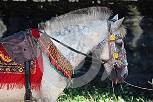 Colourful Cambodian Ceremonial Horse