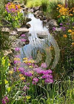 Colourful candelabra primulas growing in the Chinese streamside garden at RHS Bridgewater, Salford UK.