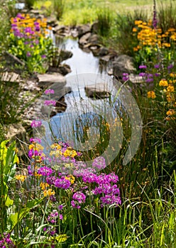 Colourful candelabra primulas growing in the Chinese streamside garden at RHS Bridgewater, Salford UK.