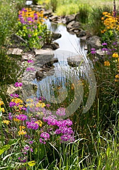 Colourful candelabra primulas growing in the Chinese streamside garden at RHS Bridgewater, Salford UK.