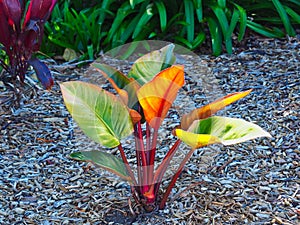 Colourful Canna Lily `Tropicana Plant photo
