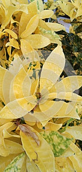 Colourful cartoon plant yellow leaf Rain drops on the leaves.