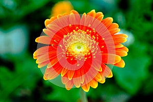 Colourful Chrysanthemum