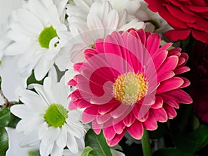 Colourful close up of gerbera daisies pink and white