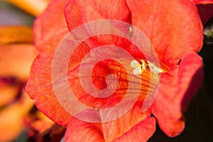 Colourful closeup of campsis flower with petal structure seen