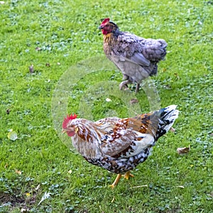 Colourful cock in a green garden