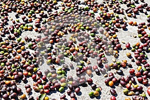 Colourful Coffee Beans in Costa Rica