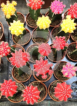 Colourful collection of cacti at a floristÃÂ´s - succulent lover photo