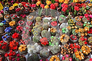 Colourful colorful small cute cactus cacti with large top flowers in plastic pots for sale in Bloemenmarkt, Amsterdam, Netherlands