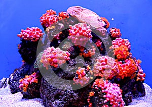 Colourful coral reef photo