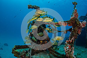 Colourful coral reef life in the Caribbean