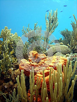 Colourful coral reef scene