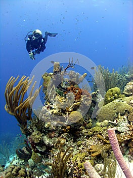 Colourful coral reef scene