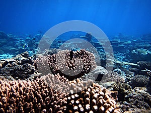 Colourful coral reefs, Background