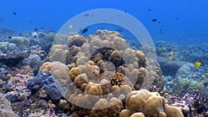 Colourful coral reefs, Background
