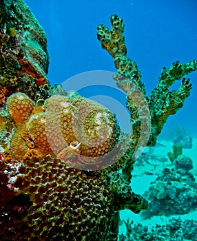 Colourful coral at San Andres, Colombia photo