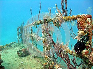 Colourful corals inhabiting a wreck photo