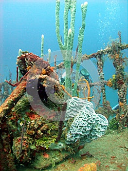 Colourful corals inhabiting a wreck