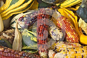 Colourful corn and pumpkins still life image