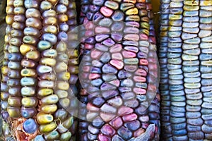 Colourful corn vertical side by side