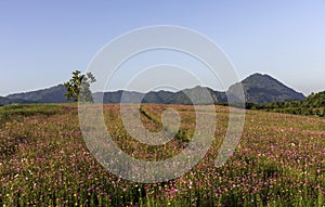 Colourful of cosmos flower blossom field