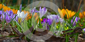 colourful crocus flowers in early spring
