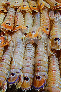 Colourful crustaceans