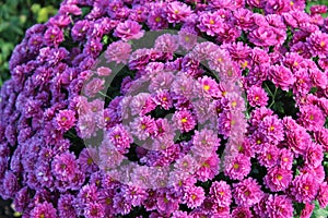 Colourful crysanthemum