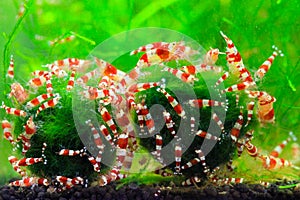 Colourful crystal red shrimps